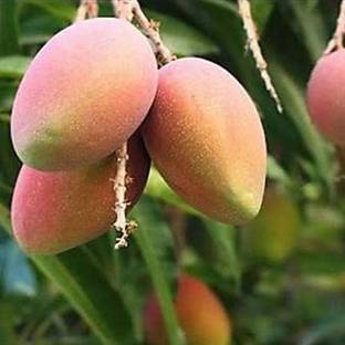 Sarthak Amrapali Grafted Mango Plant