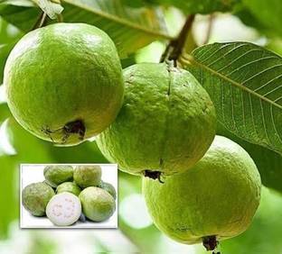 Grafted Tasty Guava Plant