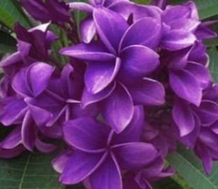 Heaven Of Saplings Plumeria Plant