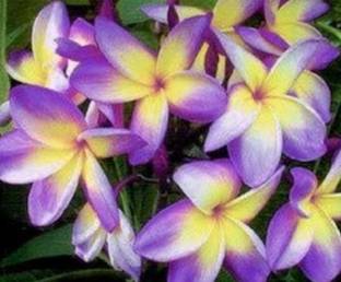 Heaven Of Saplings Plumeria Plant