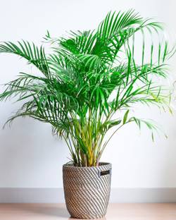 Super Areca Plum Areca Plam