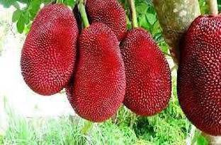 Heaven Of Saplings Jackfruit Plant