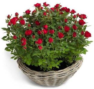 LaughEarth Rose Plant