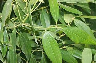 Ukanda Bay Leaf Plant