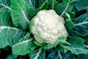 ANDOR Phool Gobhi Cauliflower फूल गोभी Seed