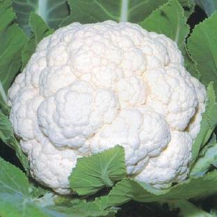 ANDOR Cauliflower Seed