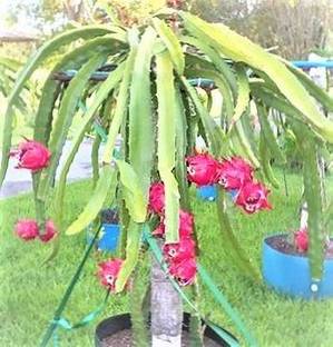 Calcutta pati lemon Dragon Tree