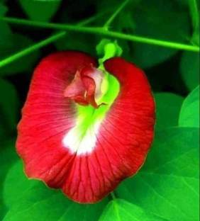 MHIMI Aparajita/ Butterfly Pea Plant