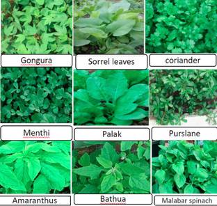 ROSEMERC 9 types of leafy vegetables (each 100) 900 seeds900 Seed