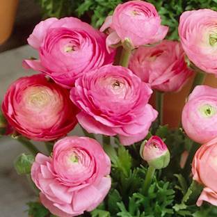 MHIMI Ranunculus Plant