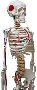 MYASKRO Human Skeleton Model 85CM Tall Painted Muscle Insertion and Origin Points Anatomical Body Model