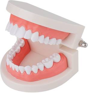 MYASKRO Dental Teeth Model Standard Typodont Demonstration Denture Model Anatomical Body Model