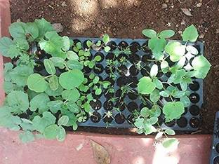 SIDDHI Plastic Grow Your Own Seedling Tray With 126 Cavity Plant Container Set