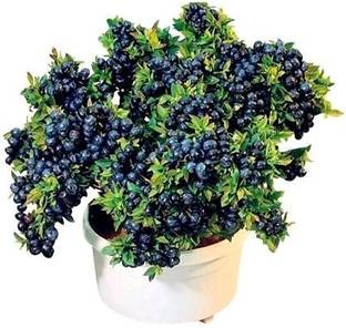 Linaa Jamun Plant