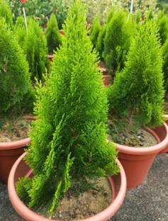 jhau Platycladus/Morpankhi Plant