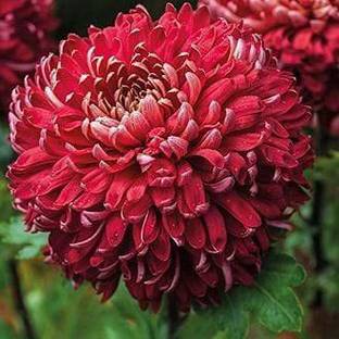 MHIMI Chrysanthemums/ Guldavari Plant