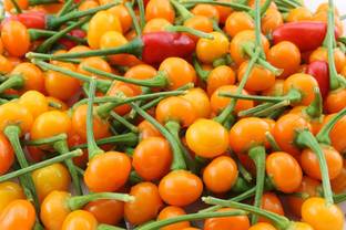 Biosnyg ™PSAU-763 Aji Charapita Chilli Seed