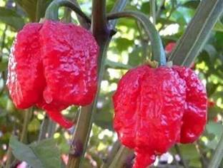 VibeX HUA-31 - Carolina Reaper Chilli -Hottest Chili Pepper in The World (1350 Seeds) Seed