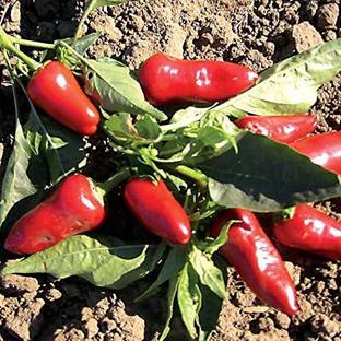 Biosnyg ™XLL-533 Fresno Chilli Pepper Seed