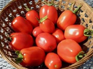 Biosnyg ™XLL-309 Roma VFN- Tomato Seed
