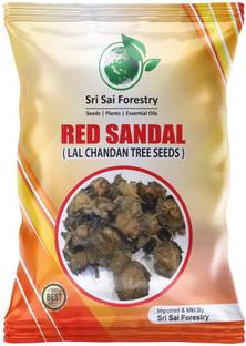 SRI SAI FORESTRY Red SandalWood, Lal Chandan, Rakta Chandanam, Red Sander Tree Seed