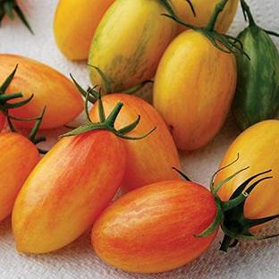 WILLVINE LXI-422 Organic Artisan Blush Tomato Seeds-2500 Seeds Seed