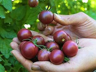 WILLVINE TLX-720 Black Cherry Tomato Seeds-250 Seeds Seed