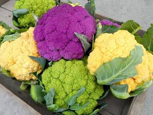 VibeX VVI-4 - Colorful Cauliflower Mix of 5 Varieties - (1350 Seeds) Seed