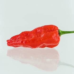 Biosnyg ™NDIR-411 Komodo Dragon Pepper Chilli Seed