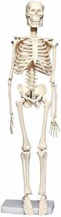 MYASKRO Mini Human Skeleton Model for Anatomy , 45cm Tall Human Skeleton Model Anatomical Body Model