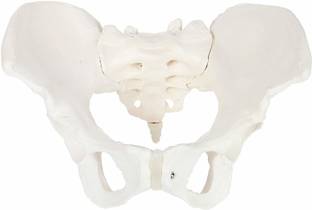 MYASKRO Pelvis Model Female (Adult) Real Human Pelvis Skeleton Anatomical Body Model