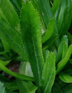 Linaa Coriander Plant
