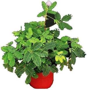 Linaa Shy Plant