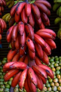 Evergreen Banana Plant