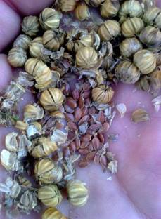 omkar Alsi seed special 400gm Seed