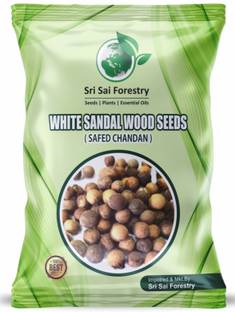 SRI SAI FORESTRY White Sandal Wood Tree Seeds, Chandan , Srigandha, Mysore Sandalwood Tree Seed