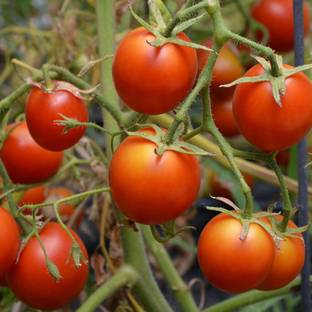 Biosnyg ®PUSA-854 42 Days Tomato Seed