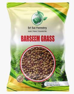 SRI SAI FORESTRY Berseem Grass (100G) - KING OF FODDER GRASS Seed