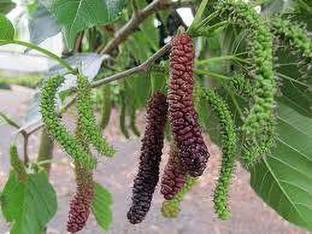 minatigreenhouse Shahtoot/Mulberry Plant