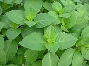Gachwala Tulsi Plant