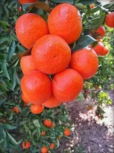 KANAYA Orange Fruit Hybrid Seed