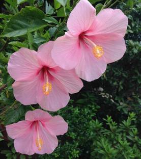 JDM Store Hibiscus flowers Seed