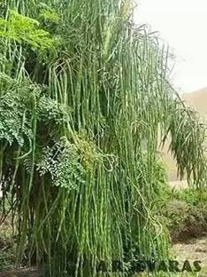 MKR Enterprises Moringa Seed