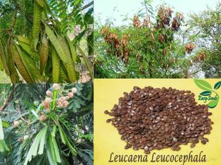 EasySeeds Subabul,Wild tamarind, Horse tamarind, White Babool, Leucaena,Safed Babool Seed