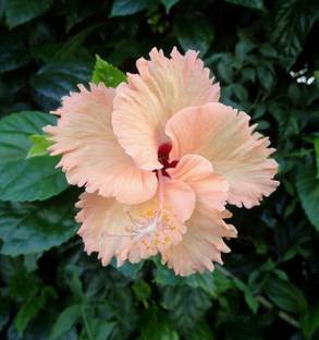 JDM Store Hibiscus flowers seeds Seed