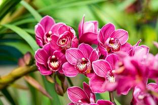 NEWPLANT Lily Plant
