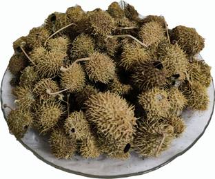 Nature Green BINDAAL DODA - DEVDALI - BANDAL PHAL - THORN GOURD Seed