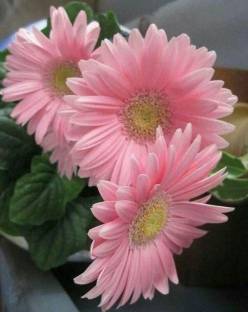 JDM Store Barberton daisy Seed