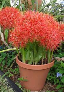 JDM Store Scadoxus multiflorus Seed