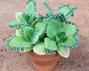 Gachwala Kalanchoe Plant